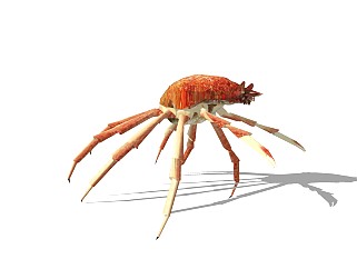 精品动物模型 龙虾 (3)